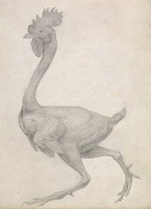 Fowl: Lateral View with Most Feathers Removed, from the series 